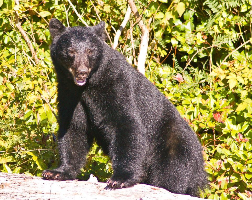 Wild Pacific Guest Suites Ucluelet Esterno foto